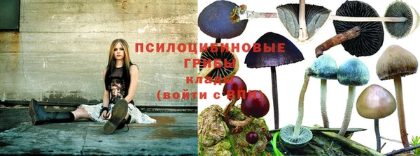 гидра Надым